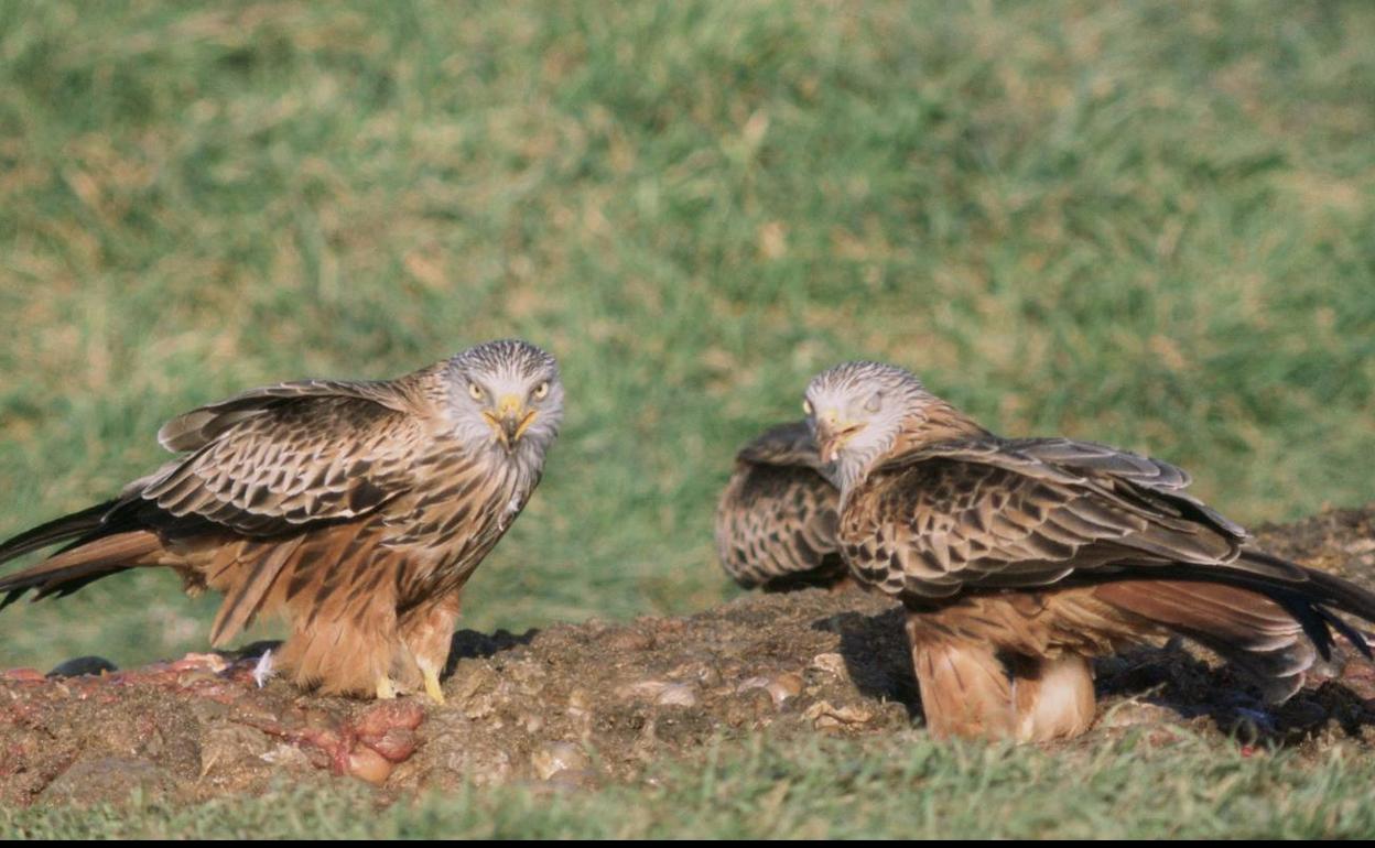 Pareja de milanos reales. 