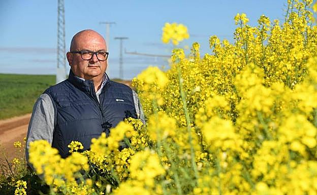 Armando Caballero Vadillo, en una explotación de colza de Alaejos.