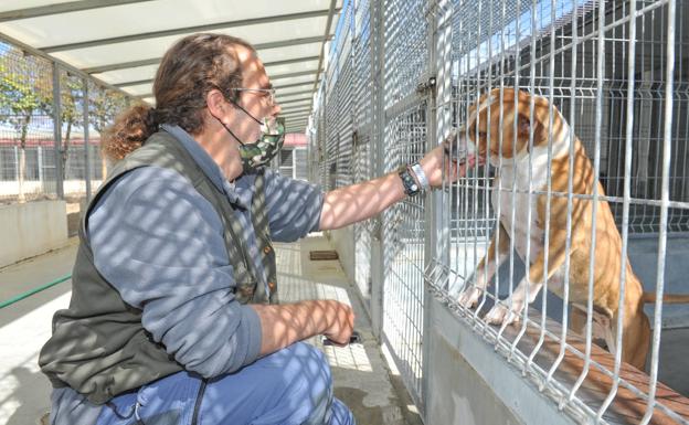 Imagen principal - Héctor Sierra, el quirófano del Centro de Protección Animal y uno de sus inquilinos