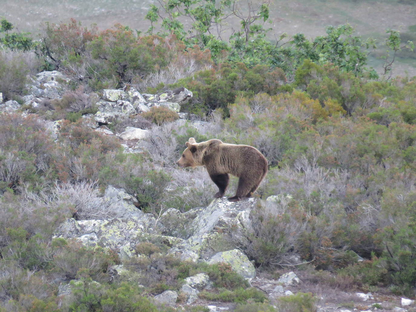 Un ejemplar de oso pardo. 