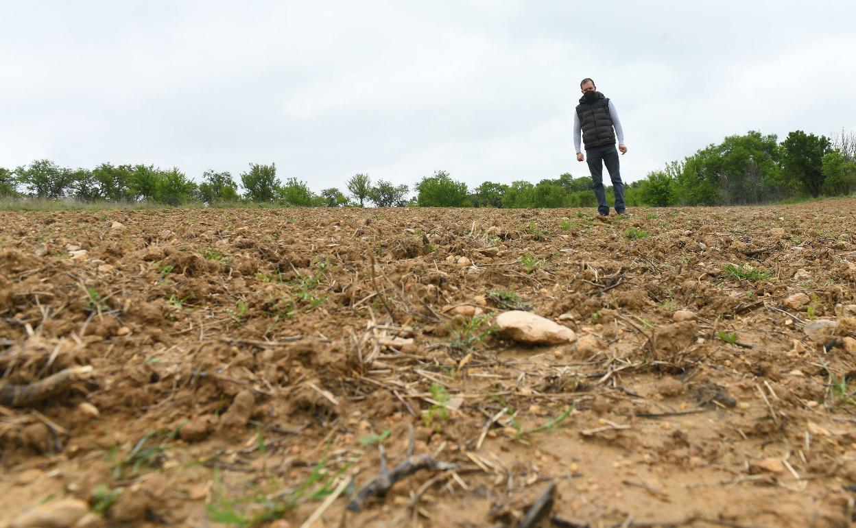 Daños en una parcela sembrada de garbanzos provocados por los jabalíes en la provincia de Valladolid. 