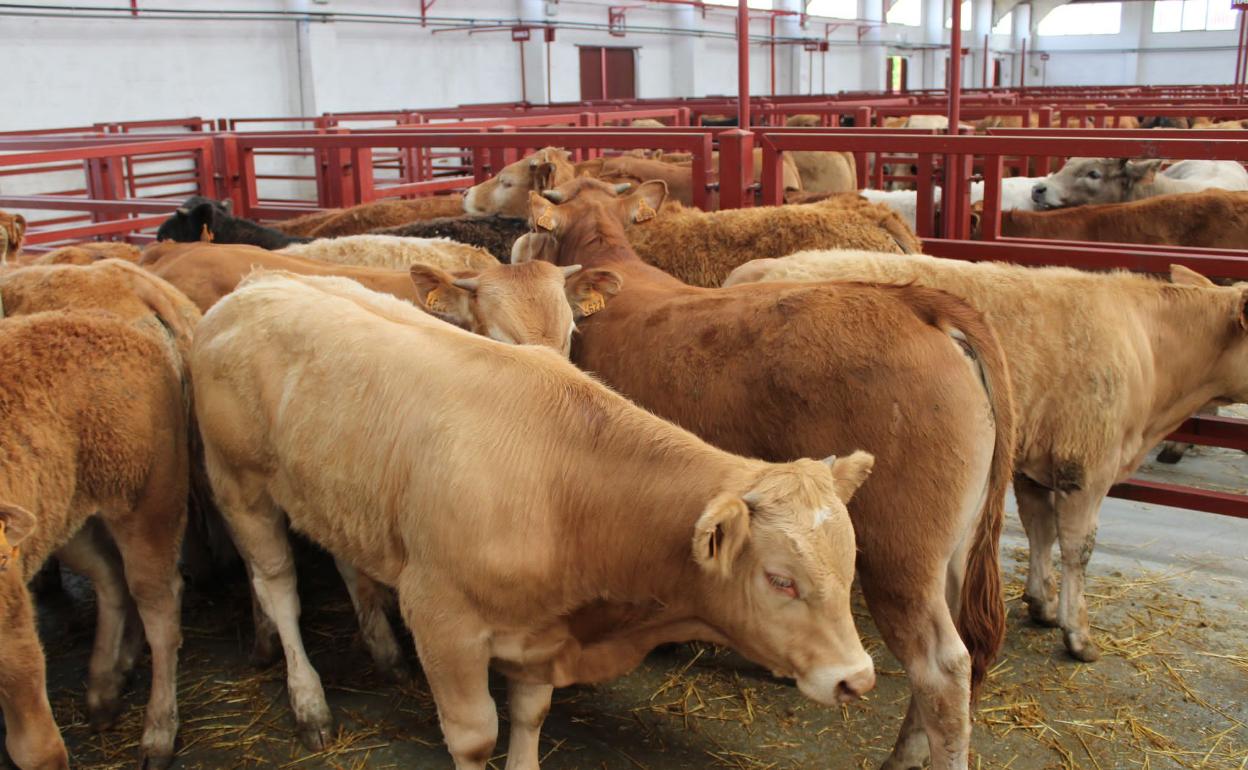 El ganado en los corrales esta mañana, en la Lonja de Salamanca. 