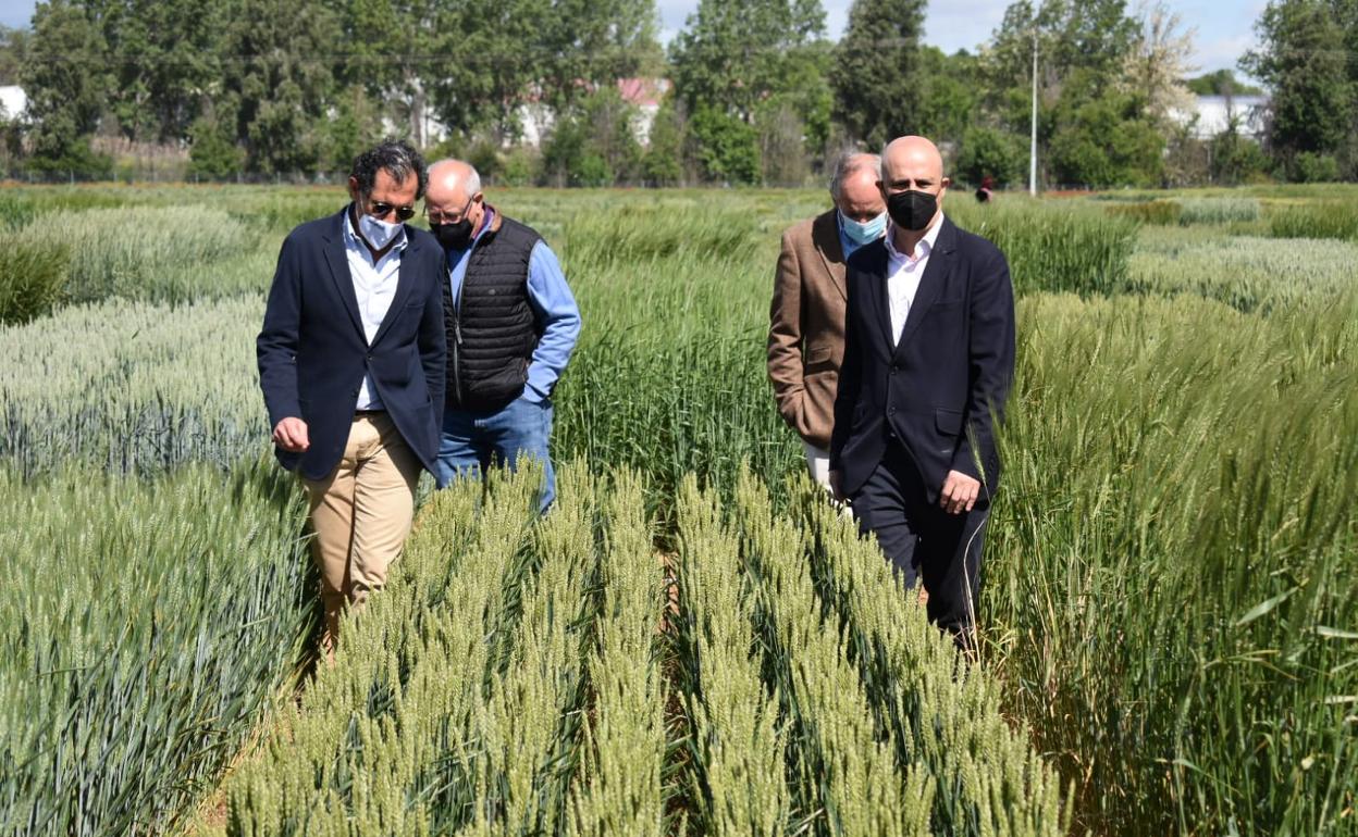 Los representantes de Itacyl y de Geslive en la visita a los campos de ensayo. 