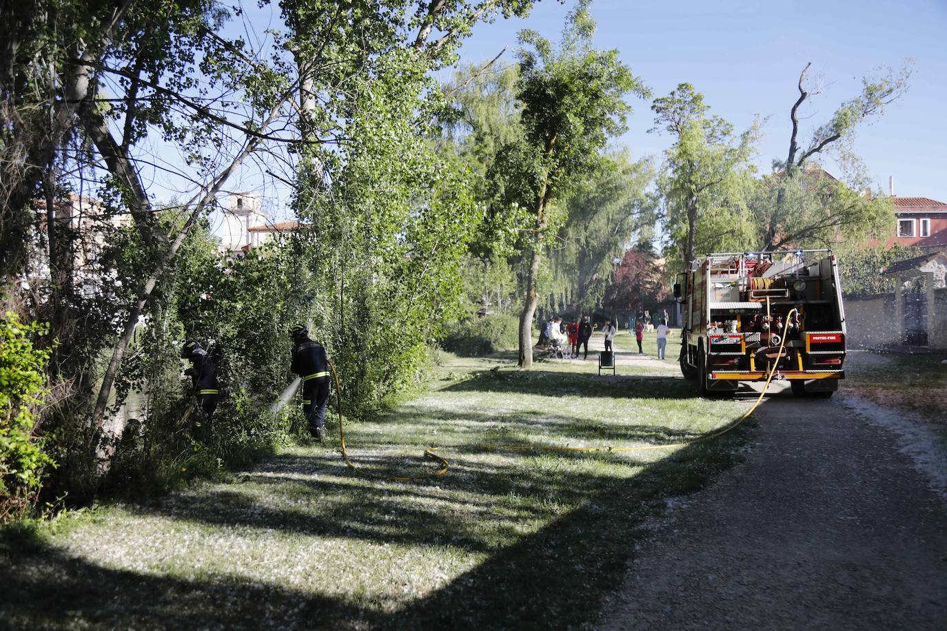 Fotos: Los Bomberos sofocan un incendio de pelusas en Peñafiel