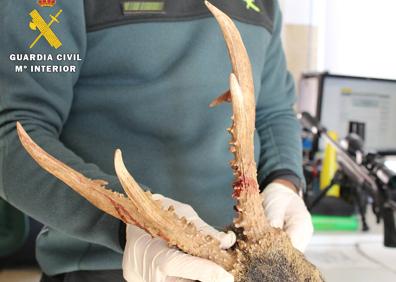Imagen secundaria 1 - Detenidos in fraganti dos cazadores furtivos en Burgos por abatir dos corzos y un gato montés