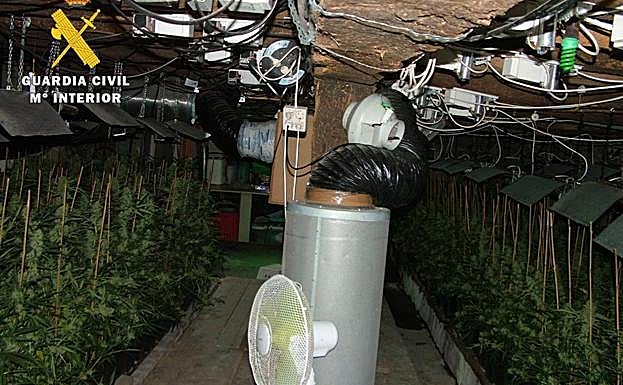 La plantación de marihuana, perfectamente acondicionada en el interior de una cabaña rústica.