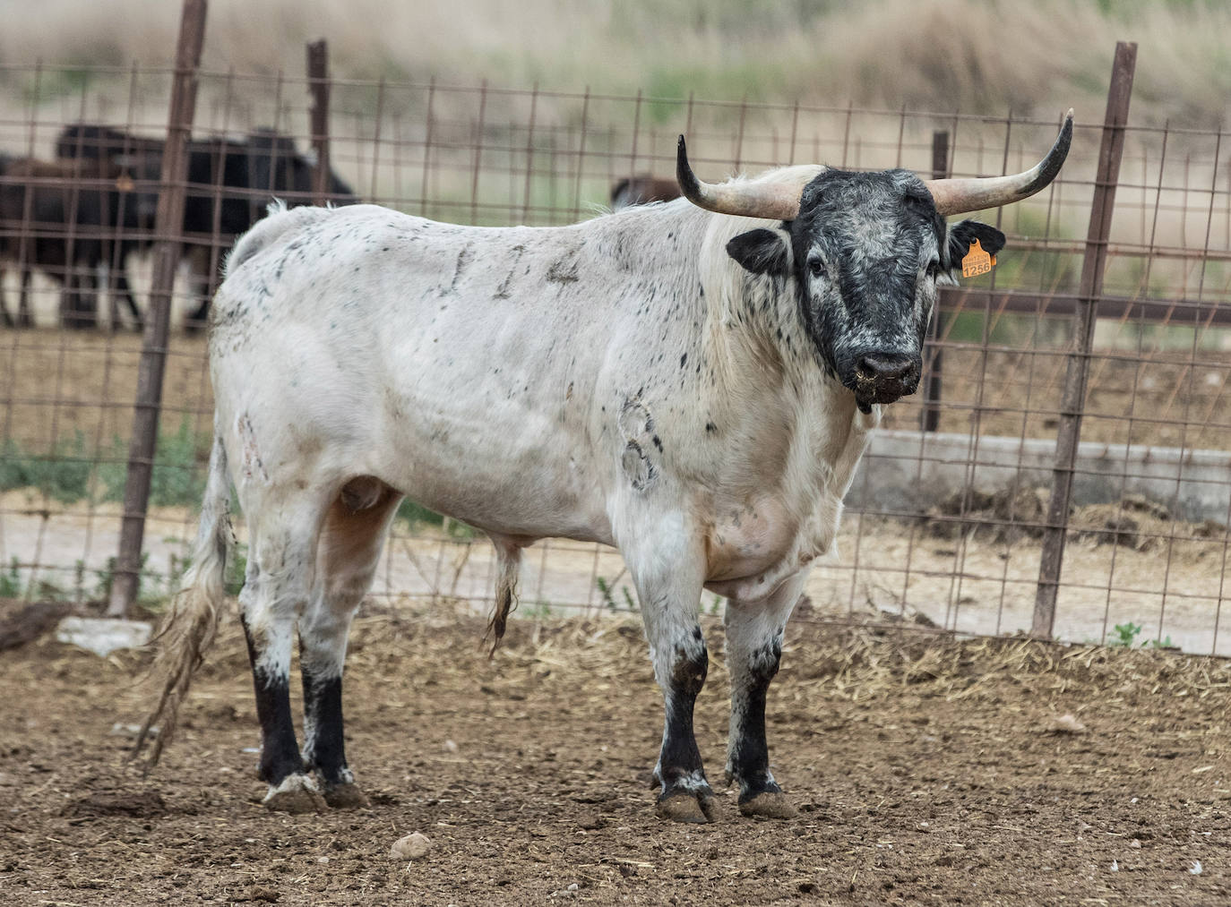Los toros del concurso que supondrá el retorno de los festejos taurinos a Valladolid tras la pandemia.