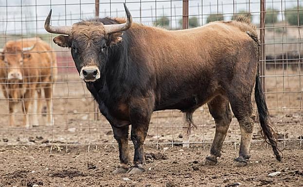 Galería. Así son los toros que participarán en el concurso de cortes de Valladolid del día 6 de junio.