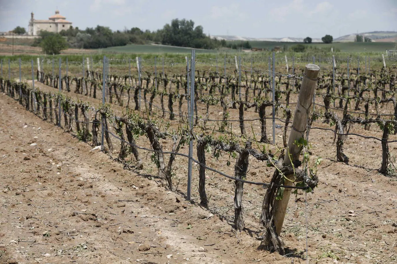 El granizo causa daños en dos mil hectáreas de viñedos, el 10% de la Ribera del Duero