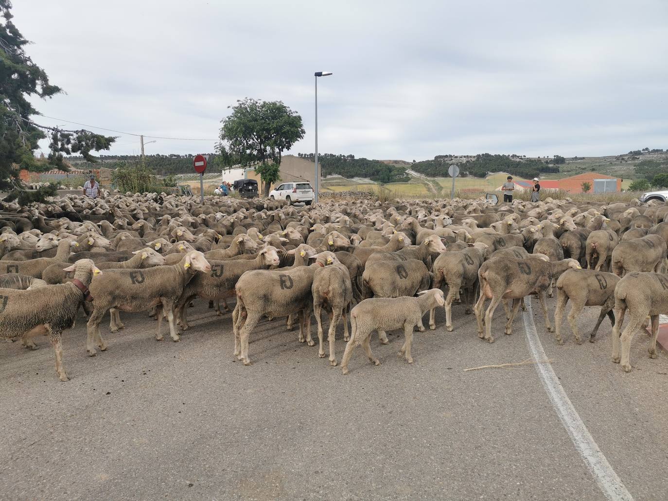 Las ovejas, a su paso por Torrelobatón. 