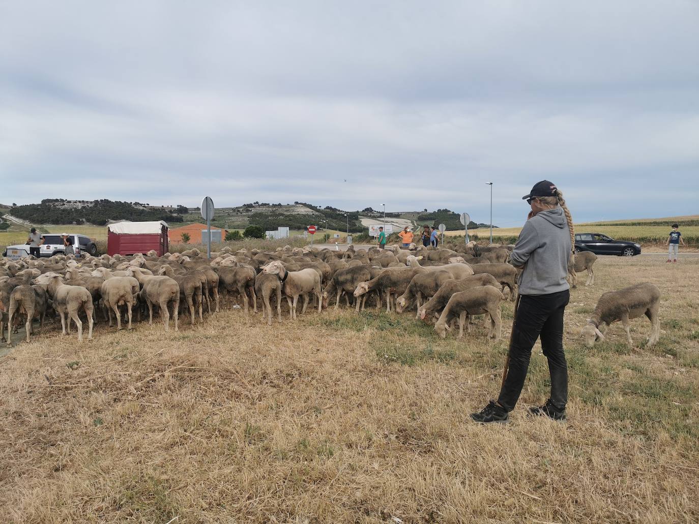 Las ovejas, a su paso por Torrelobatón. 