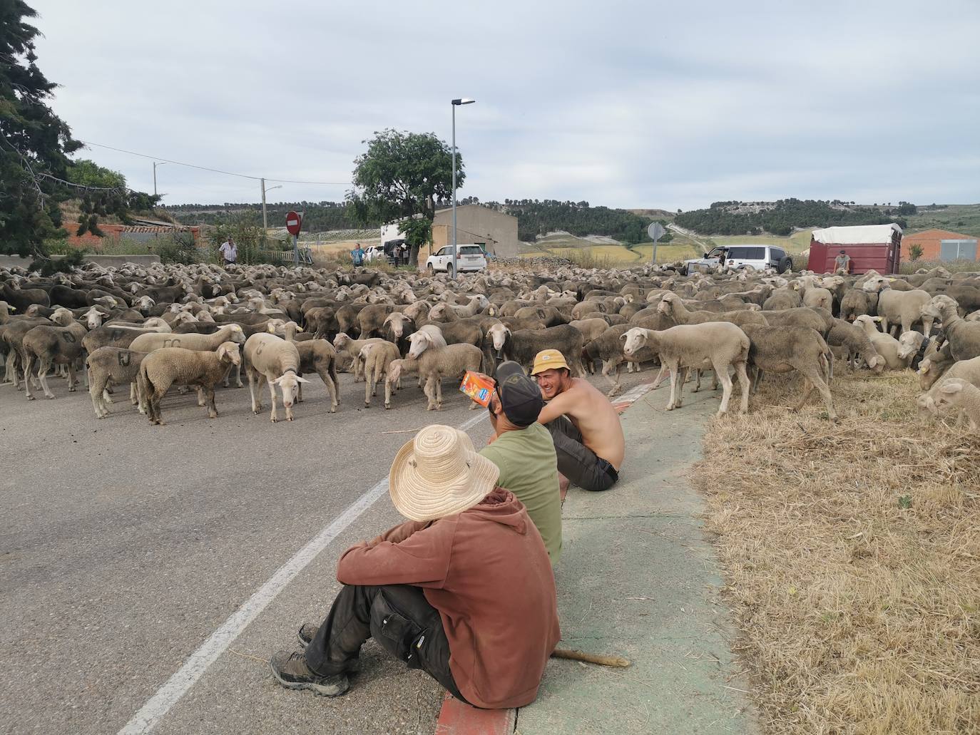 Las ovejas, a su paso por Torrelobatón. 