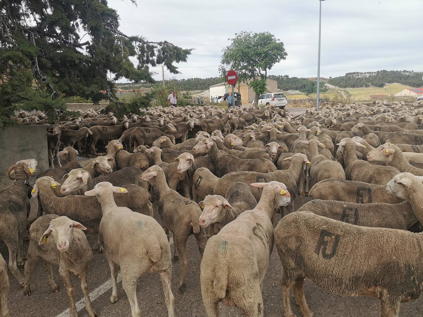 Las ovejas, a su paso por Torrelobatón. 