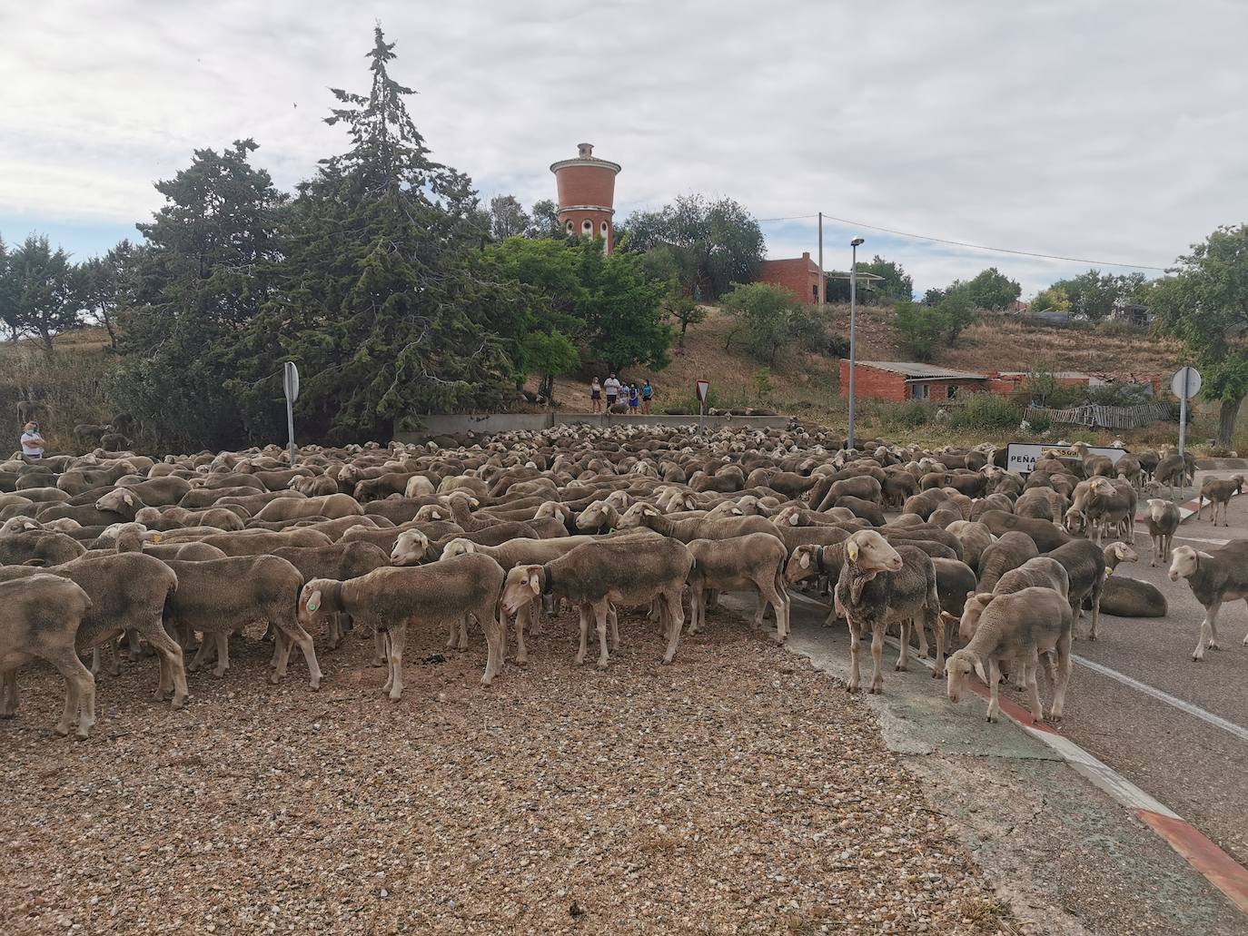 Las ovejas, a su paso por Torrelobatón. 