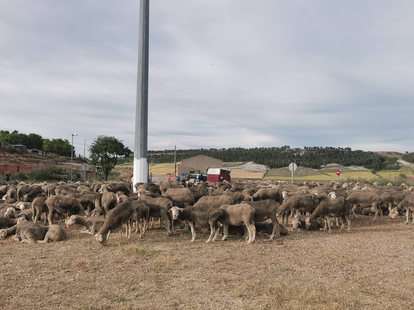 Las ovejas, a su paso por Torrelobatón. 