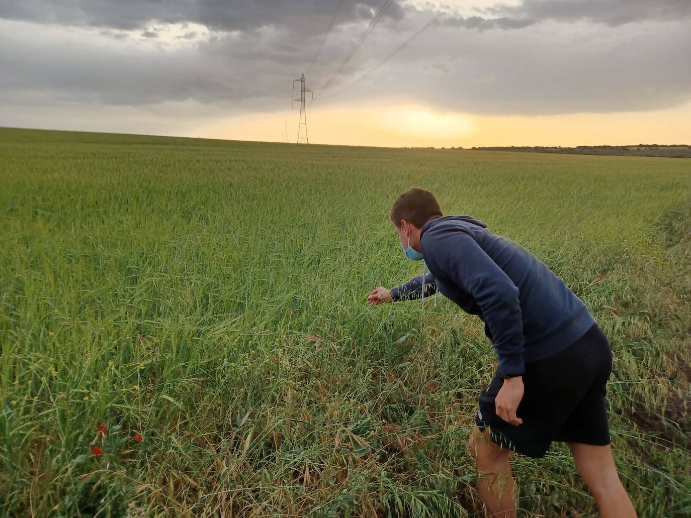 Los efectos del granizo se han dejado notar en los campos de Piñel de Abajo, en Valladolid. 