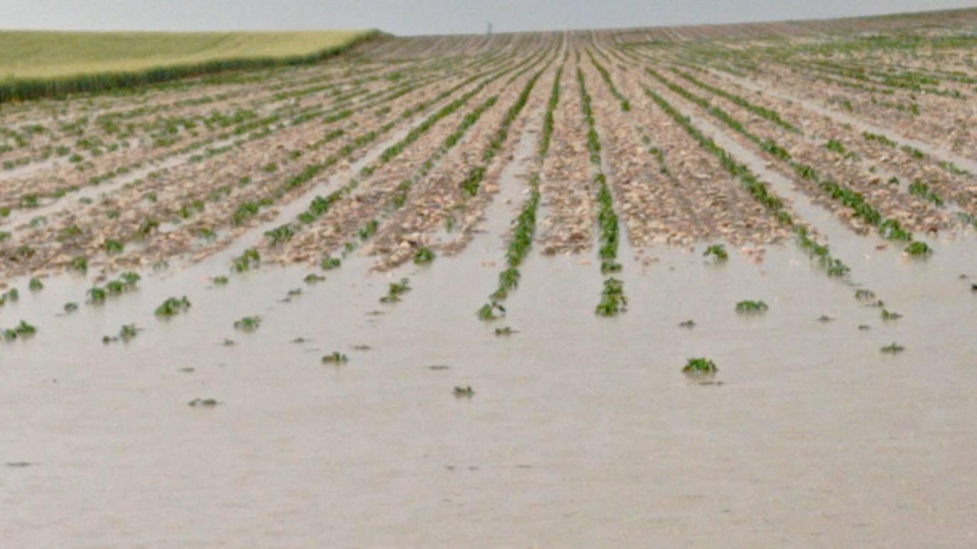 Los efectos del granizo se han dejado notar en los campos de Piñel de Abajo, en Valladolid. 