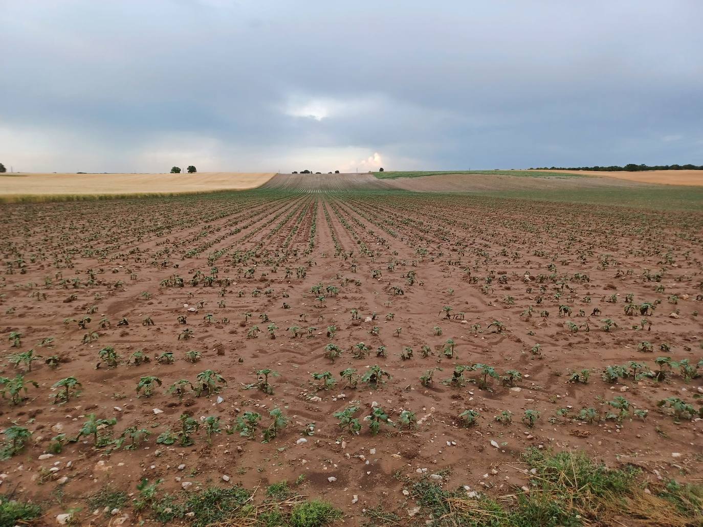 Los efectos del granizo se han dejado notar en los campos de Piñel de Abajo, en Valladolid. 