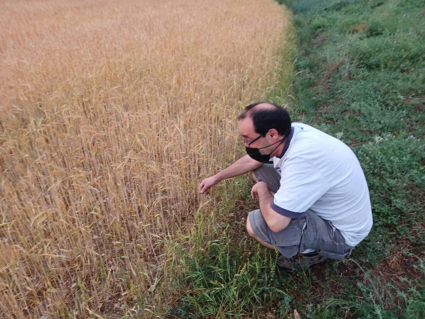 Los efectos del granizo se han dejado notar en los campos de Piñel de Abajo, en Valladolid. 