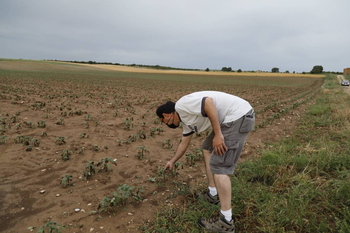 Los efectos del granizo se han dejado notar en los campos de Piñel de Abajo, en Valladolid. 