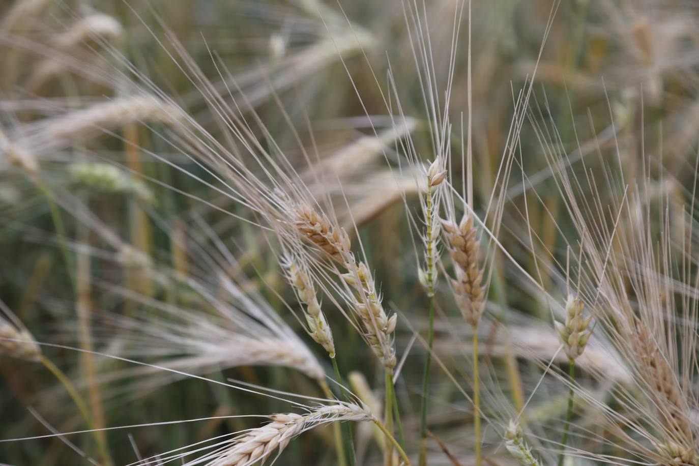 Los efectos del granizo se han dejado notar en los campos de Piñel de Abajo, en Valladolid. 