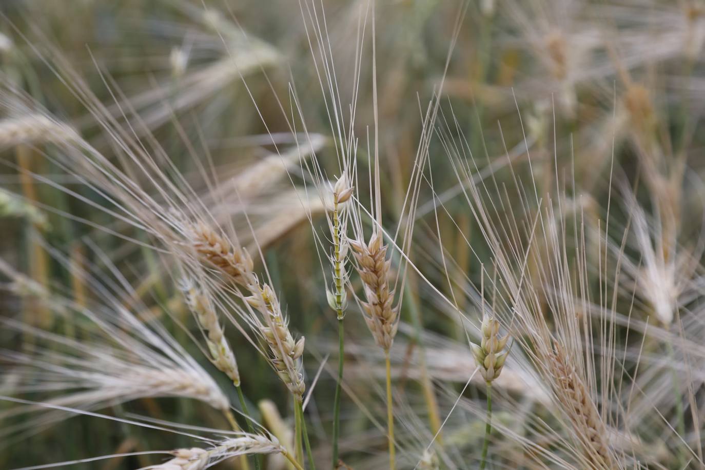 Los efectos del granizo se han dejado notar en los campos de Piñel de Abajo, en Valladolid. 