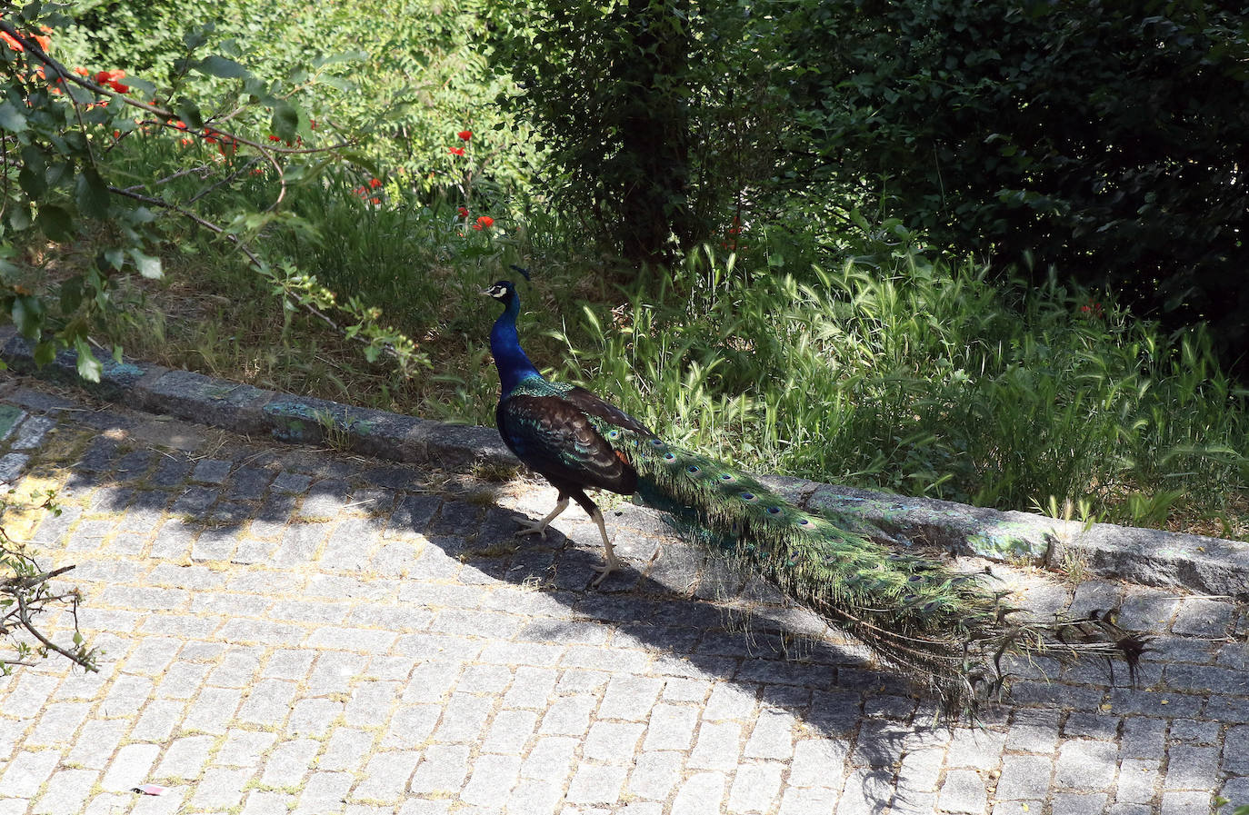 El pavo real, por una calle del centro de Segovia este viernes por la mañana.