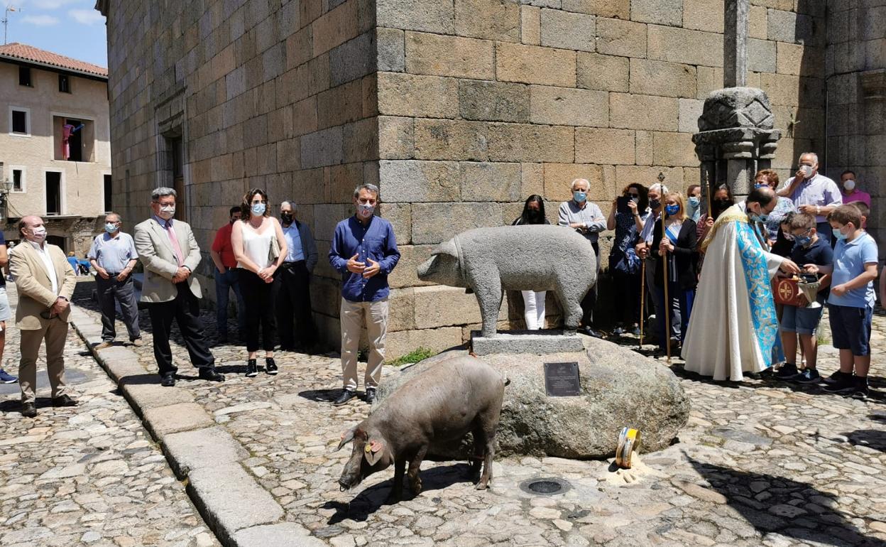 Un momento de la bendición del marrano de San Antón en la mañana de ayer en La Alberca. 