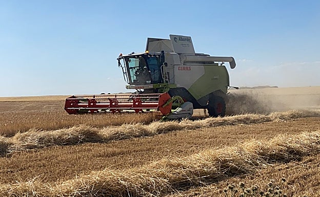 Luis Migue Albarrán segando en la localidad abulense de Madrigal de las Altas Torres. 