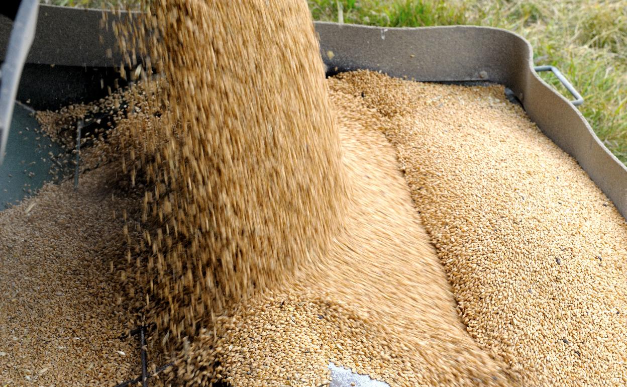 Trigo recién cosechado. 