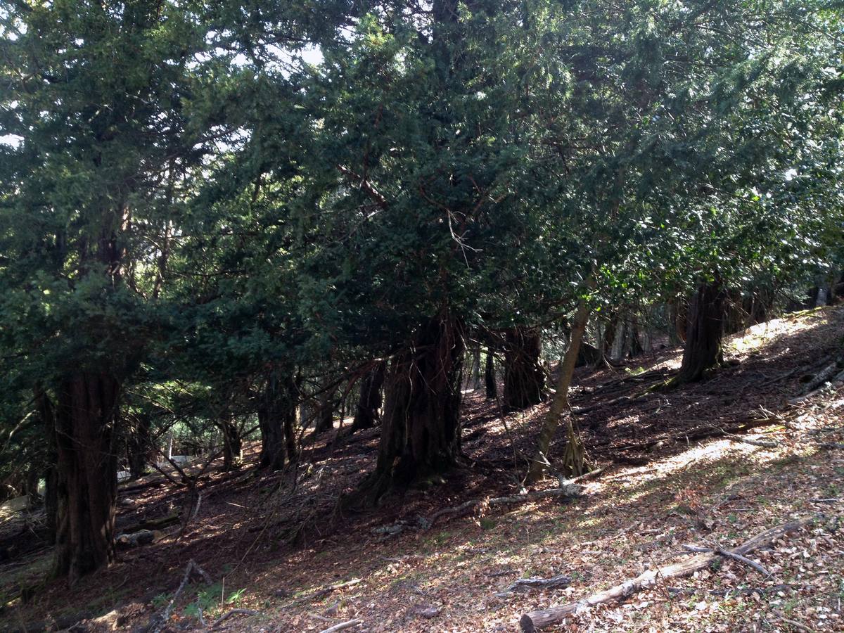 Fotos: Escapada a la Montaña Palentina: la magia de la Tejeda de Tosande