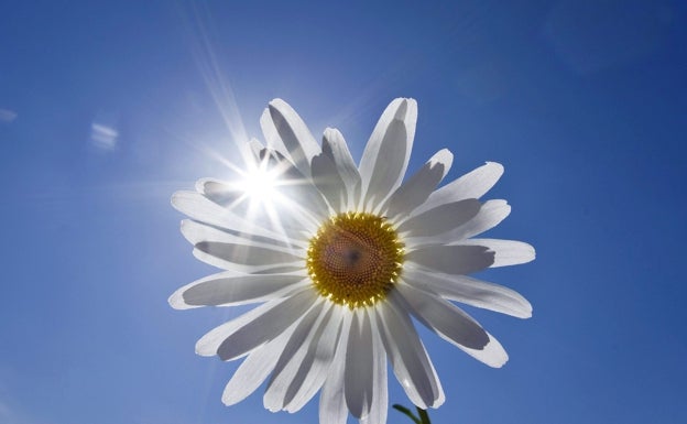 Los rayos de sol se filtran por una flor.