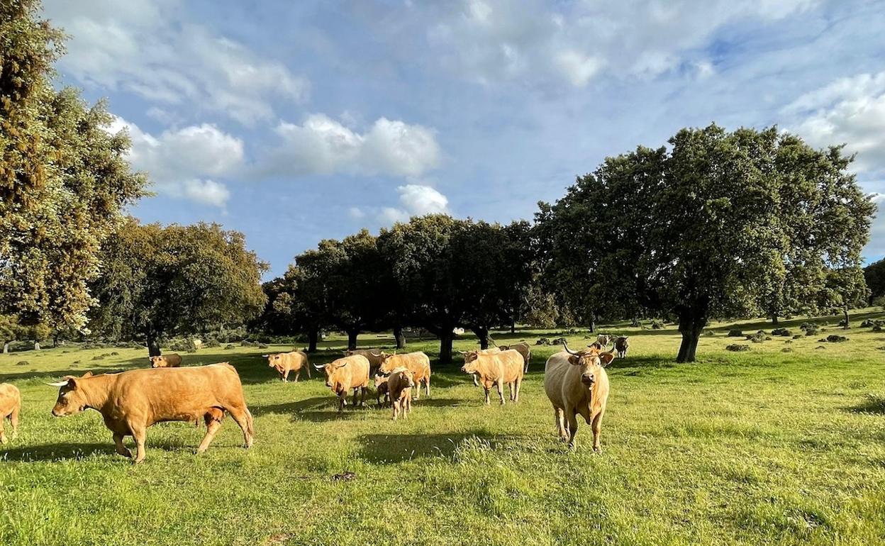 Explotación de vacas nodrizas en la provincia de Salamanca. 