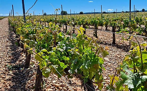 Ribera concluye que las tormentas de granizo afectaron a 2.230 hectáreas de viñedo con esperanzas de recuperación