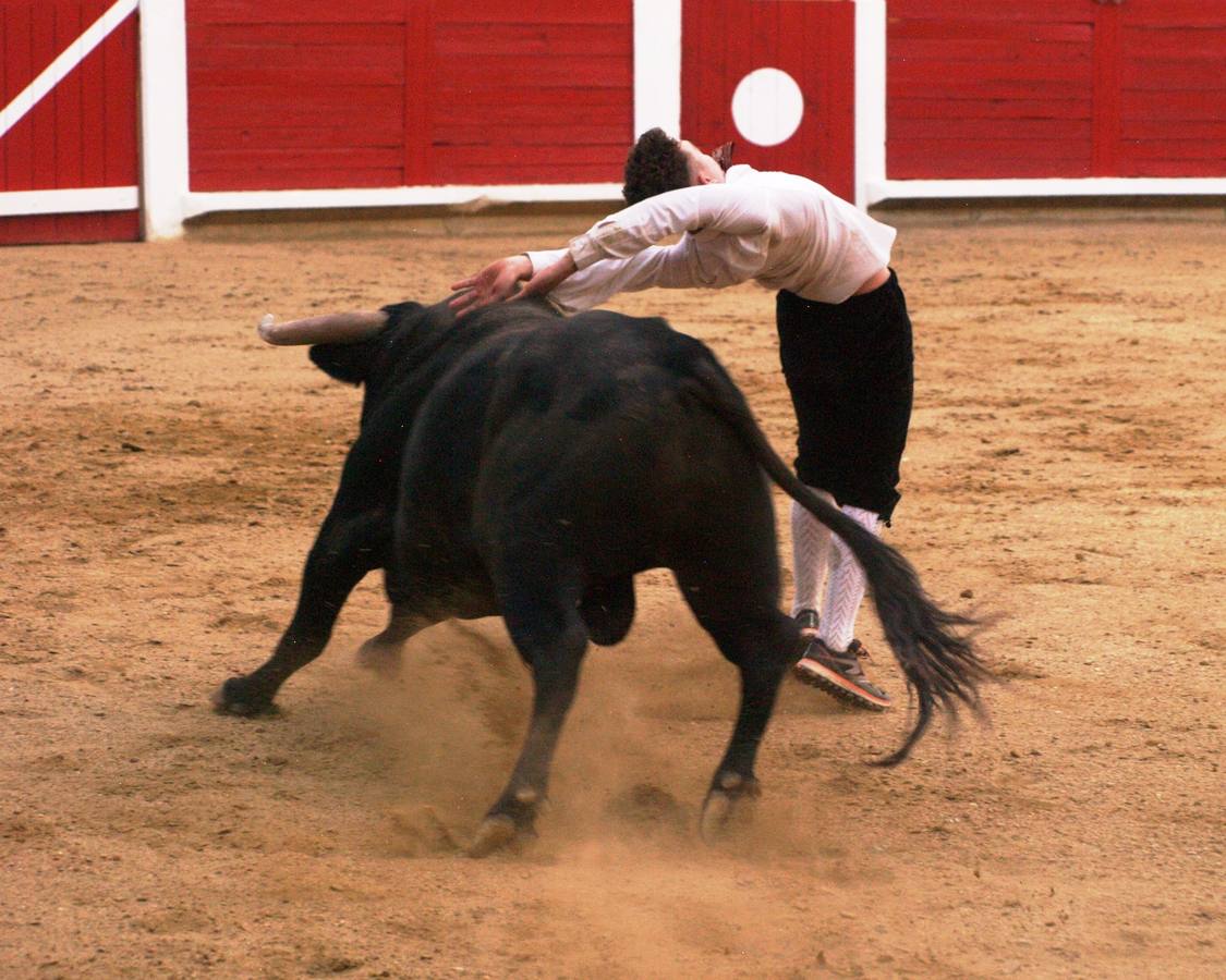 Fotos: Concurso goyesco de cortes de novillos de Pedrajas de San Esteban