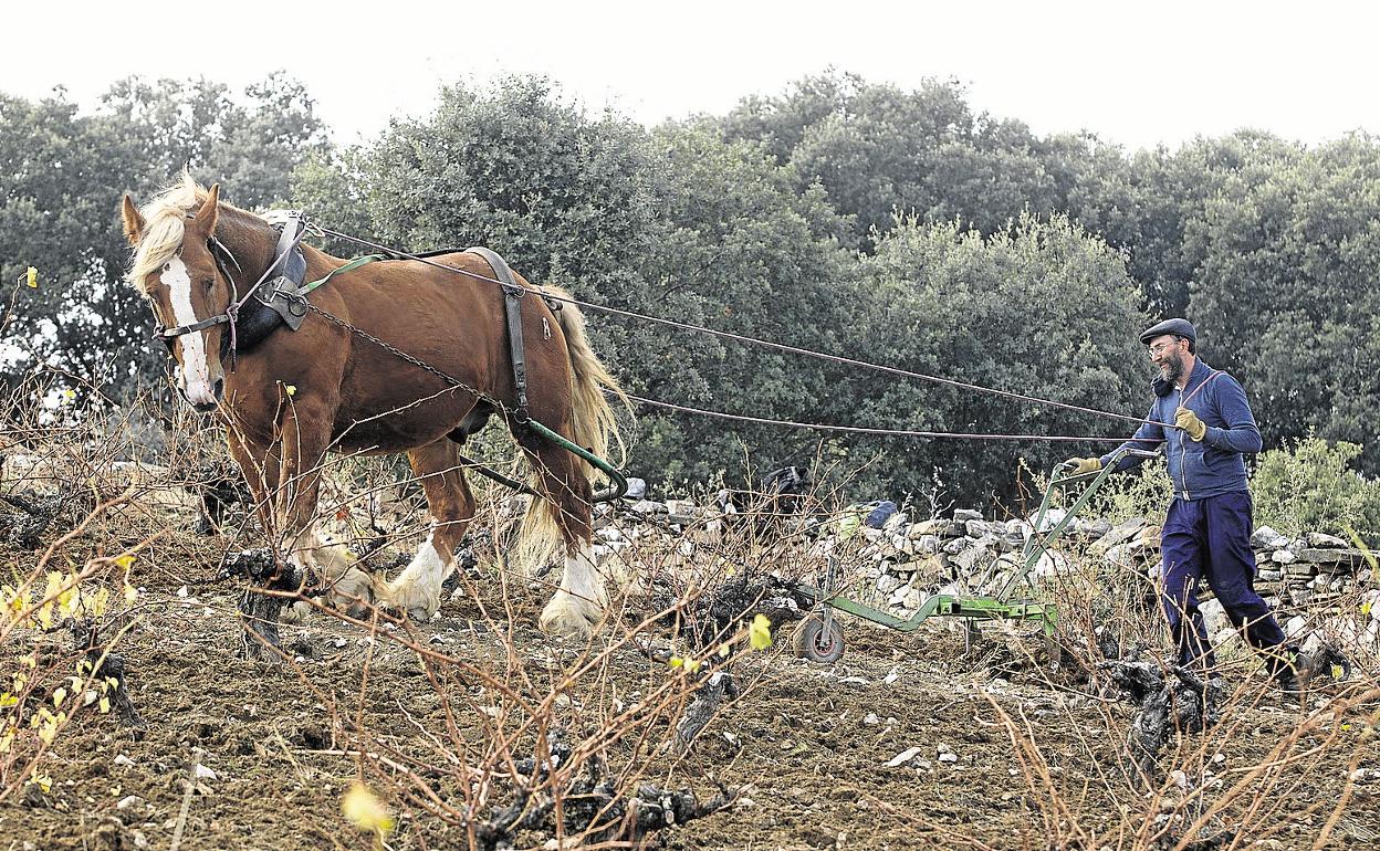 El 12% de las razas autóctonas catalogadas tienen su origen en Castilla y León