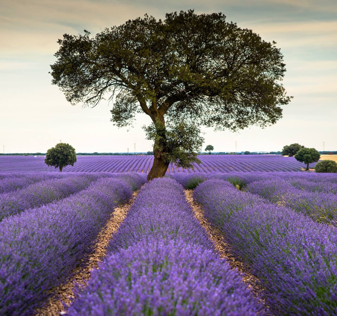 Fotos: Brihuega: así es el campo de lavanda más espectacular del mundo