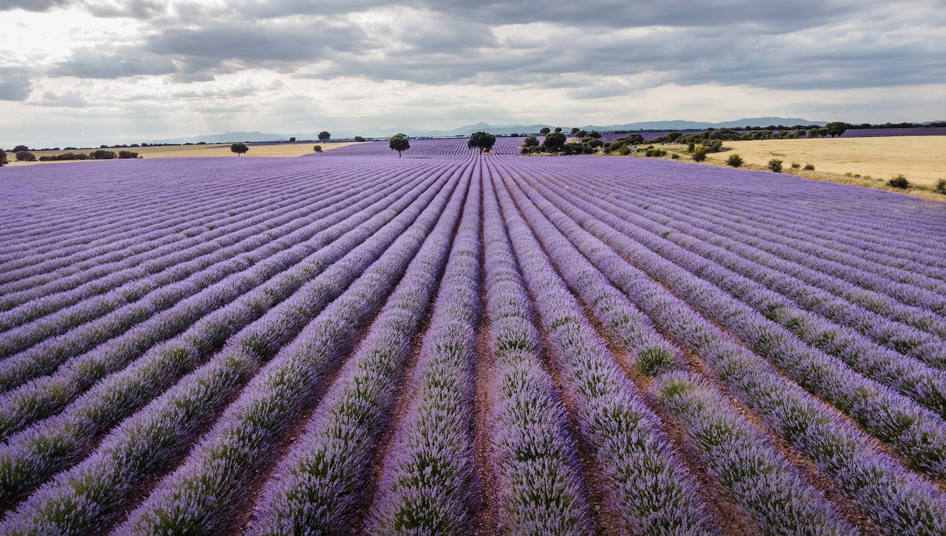 Fotos: Brihuega: así es el campo de lavanda más espectacular del mundo