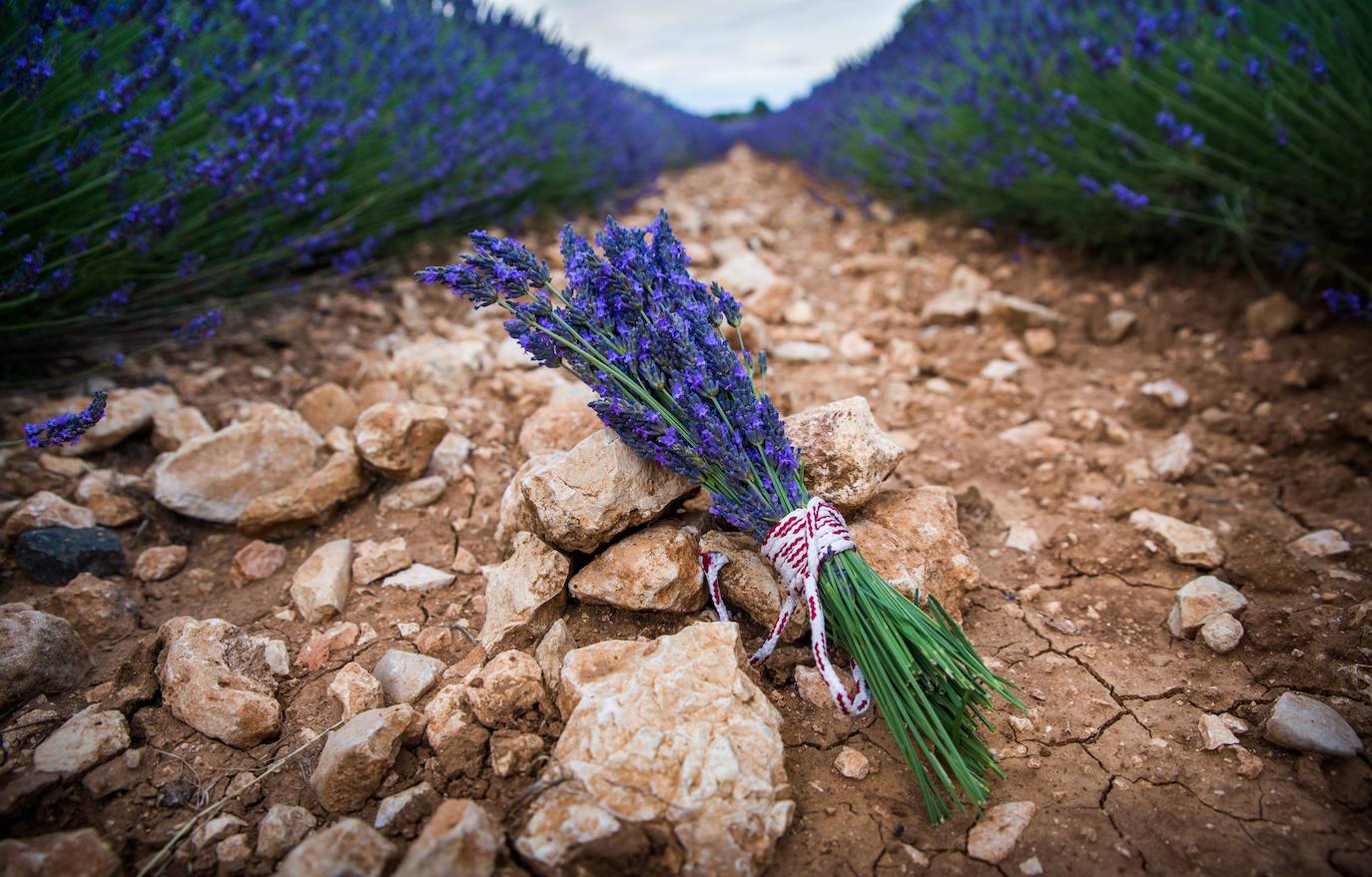 Fotos: Brihuega: así es el campo de lavanda más espectacular del mundo