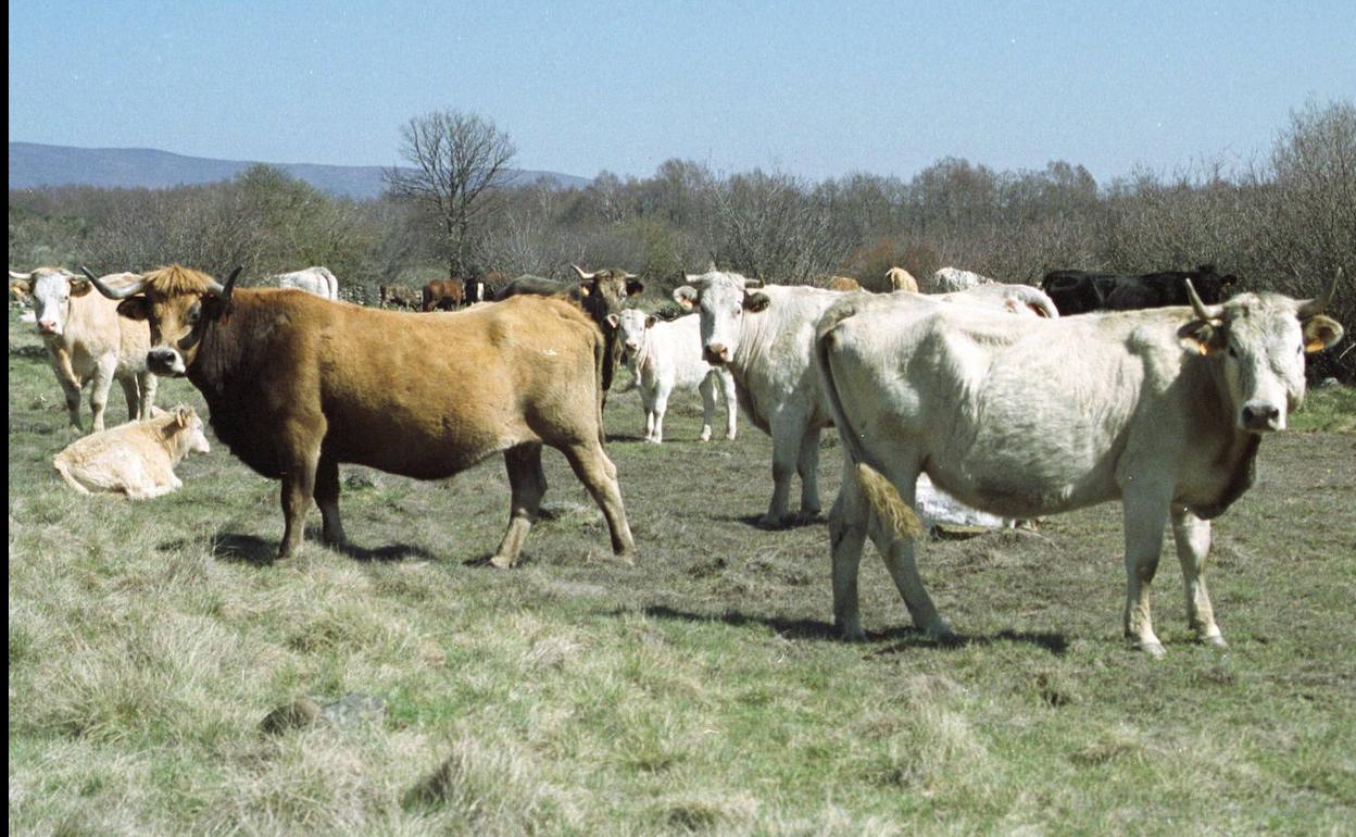 Explotación de carne de vacuno. 