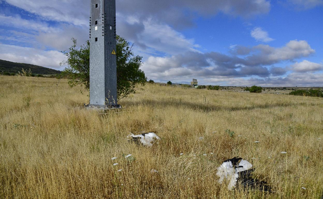 Dos cadáveres de cigüeña hallados el domingo junto a una torreta.