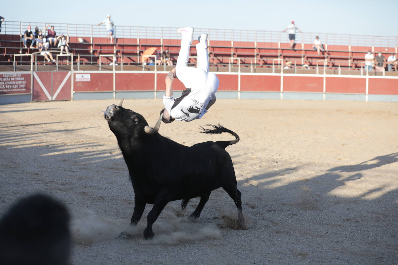 Fotos: Concurso de cortes en Cigales en honor a Santa Marina