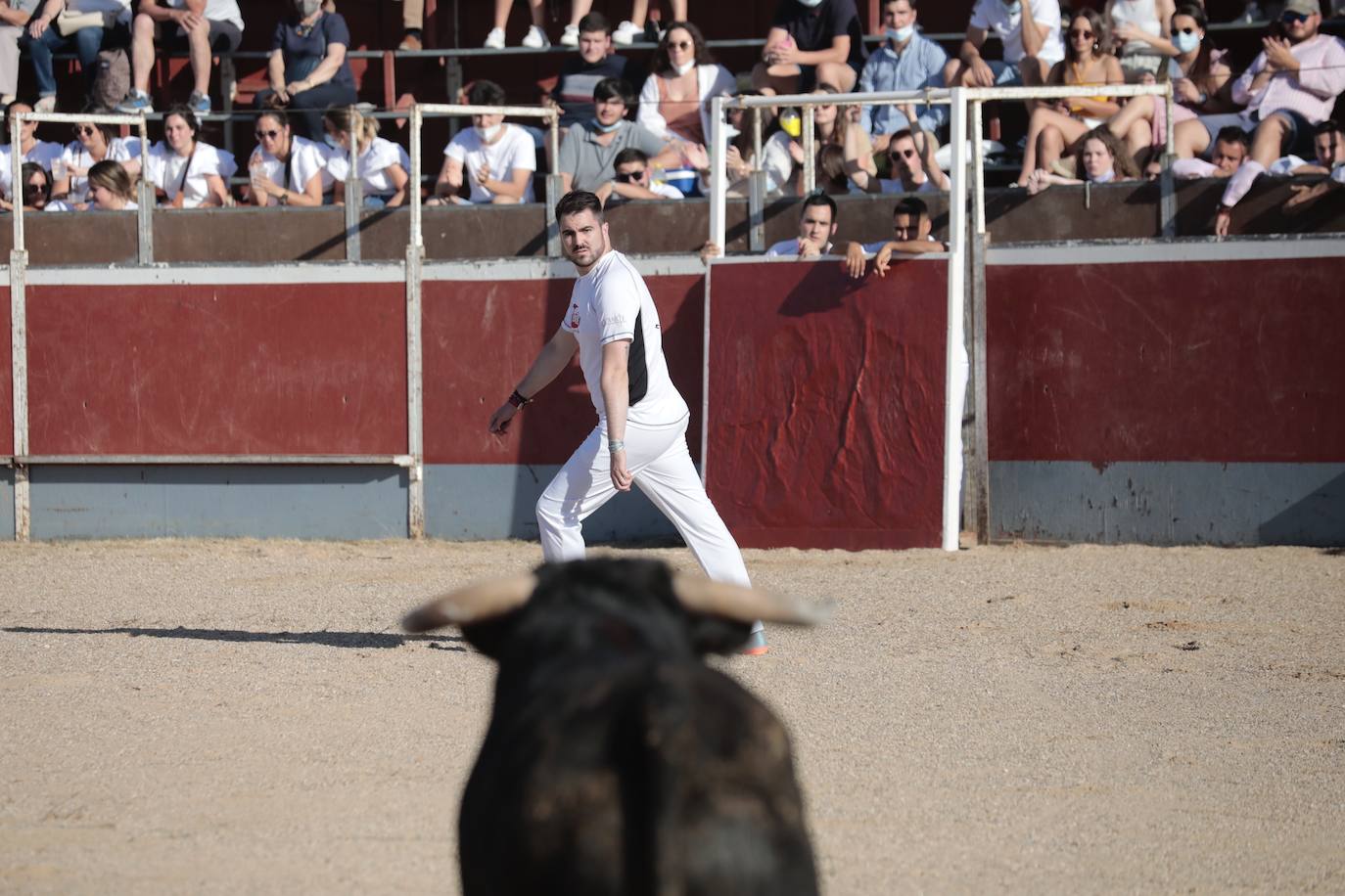 Fotos: Concurso de cortes en Cigales en honor a Santa Marina