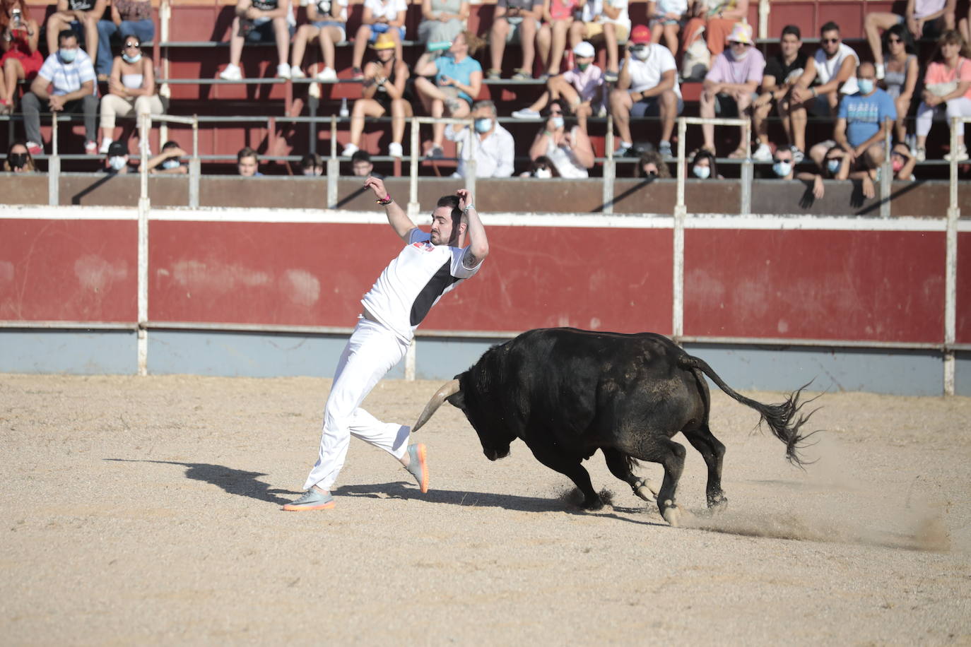 Fotos: Concurso de cortes en Cigales en honor a Santa Marina