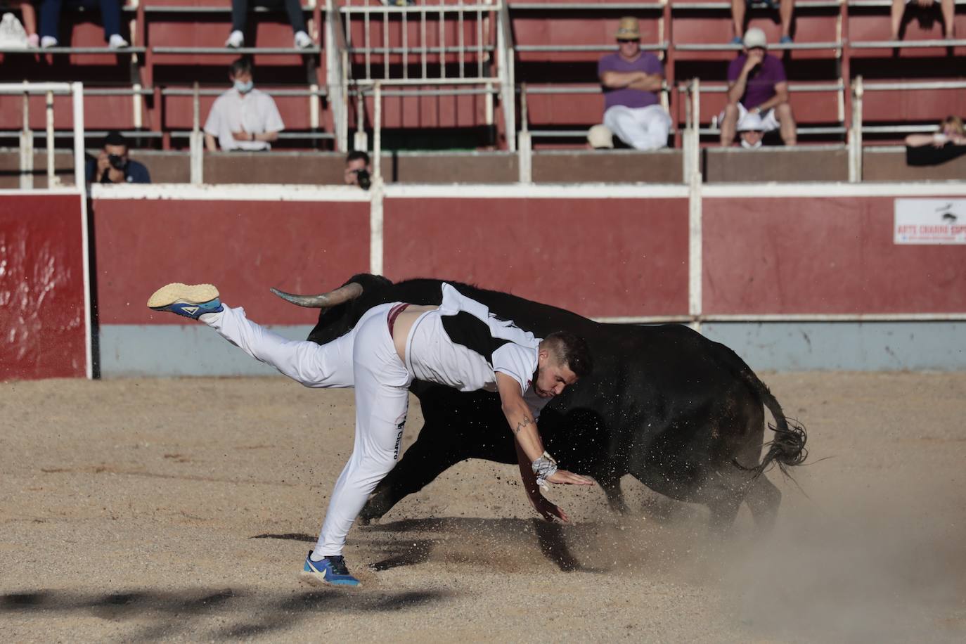 Fotos: Concurso de cortes en Cigales en honor a Santa Marina