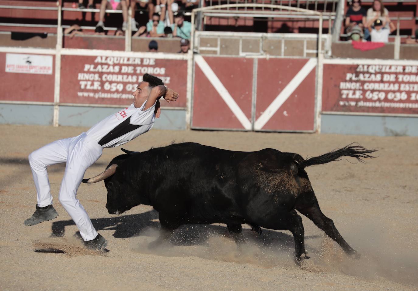 Fotos: Concurso de cortes en Cigales en honor a Santa Marina