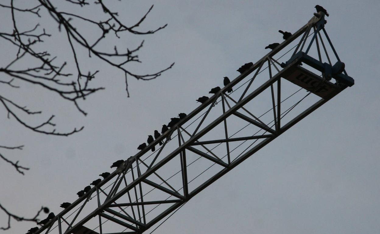 Bandada de estorninos posados en una grúa en Segovia. 