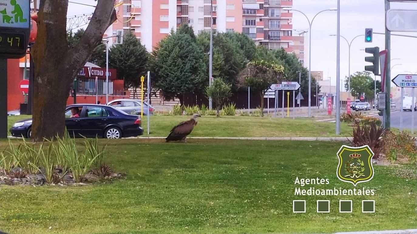 Un buitre leonado «paseando» en la rotonda de la avenida Castilla de Aranda de Duero.