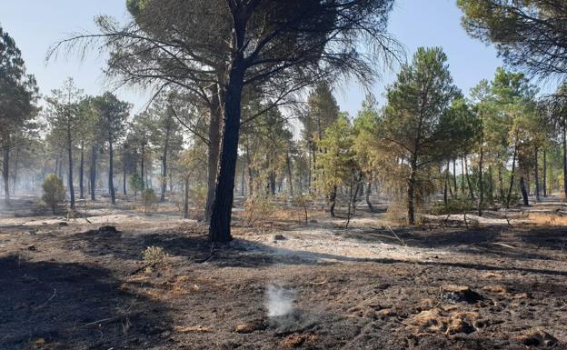 Estado del pinar después del incendio. 