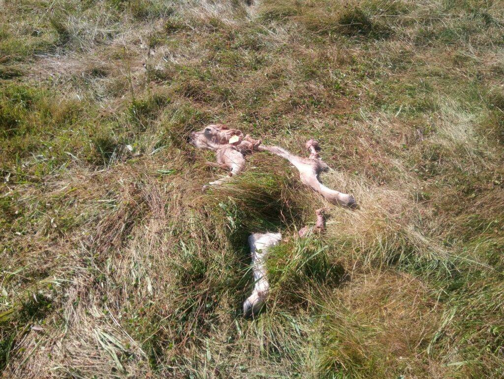 Restos del ternero devorado por el lobo. 